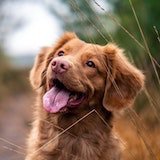 Happy dog