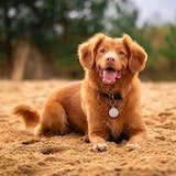 Happy dog