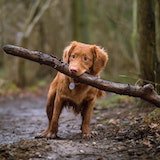 Happy dog